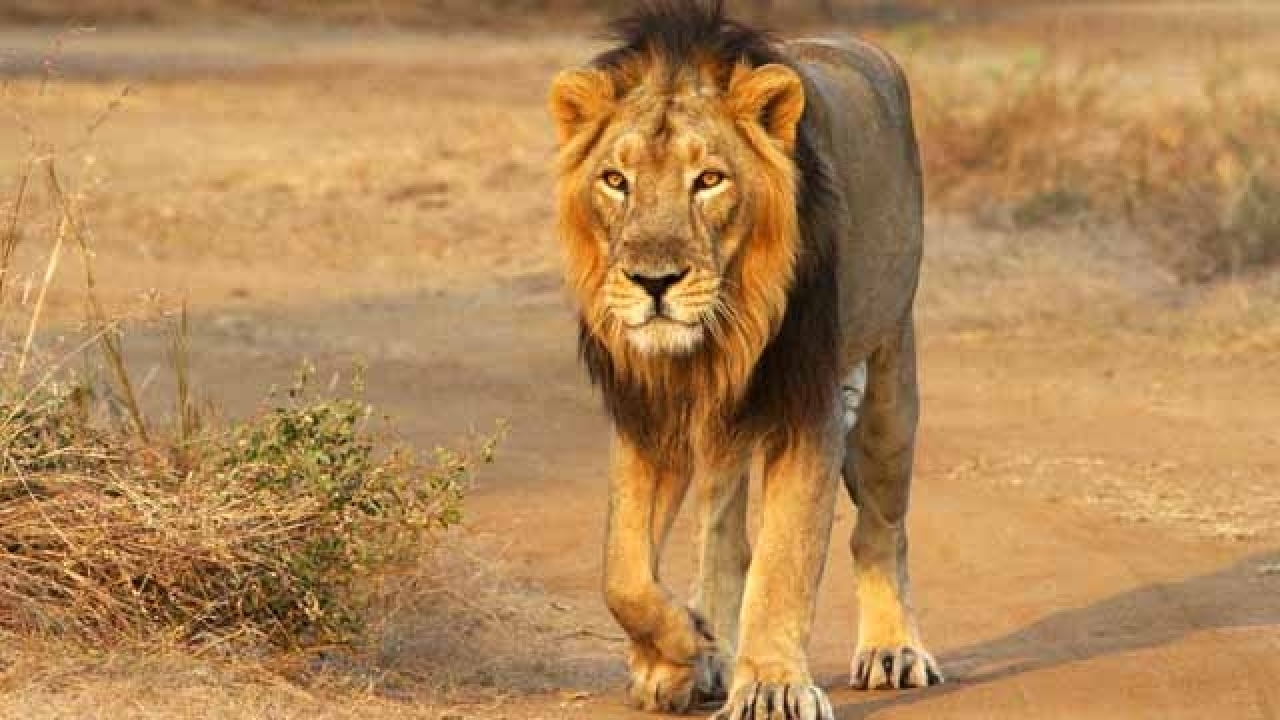 female lion in hindi