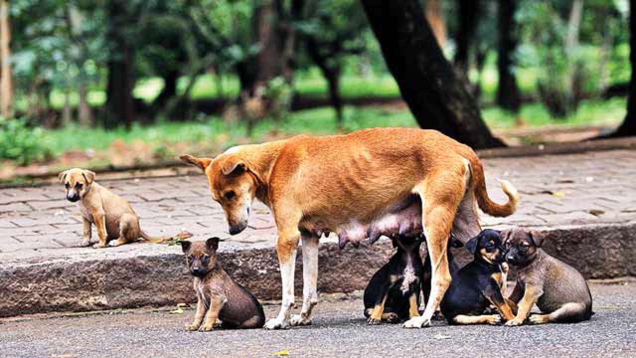 stray-dog-menace-hits-bhayander-residents