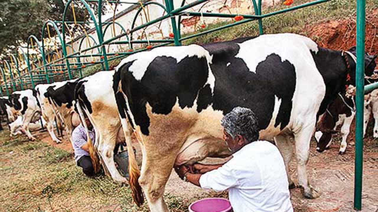 Maharashtra to start dairy development programme in droughthit areas