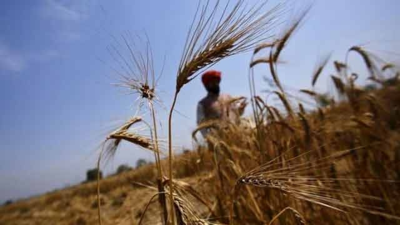Essay on gm crops