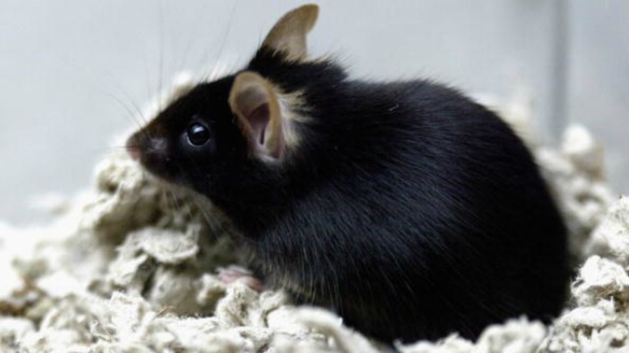 Mice sing like jet engines to find mates Study