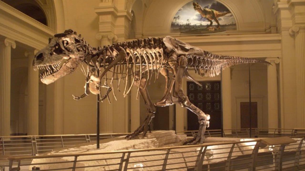 t rex with normal arms