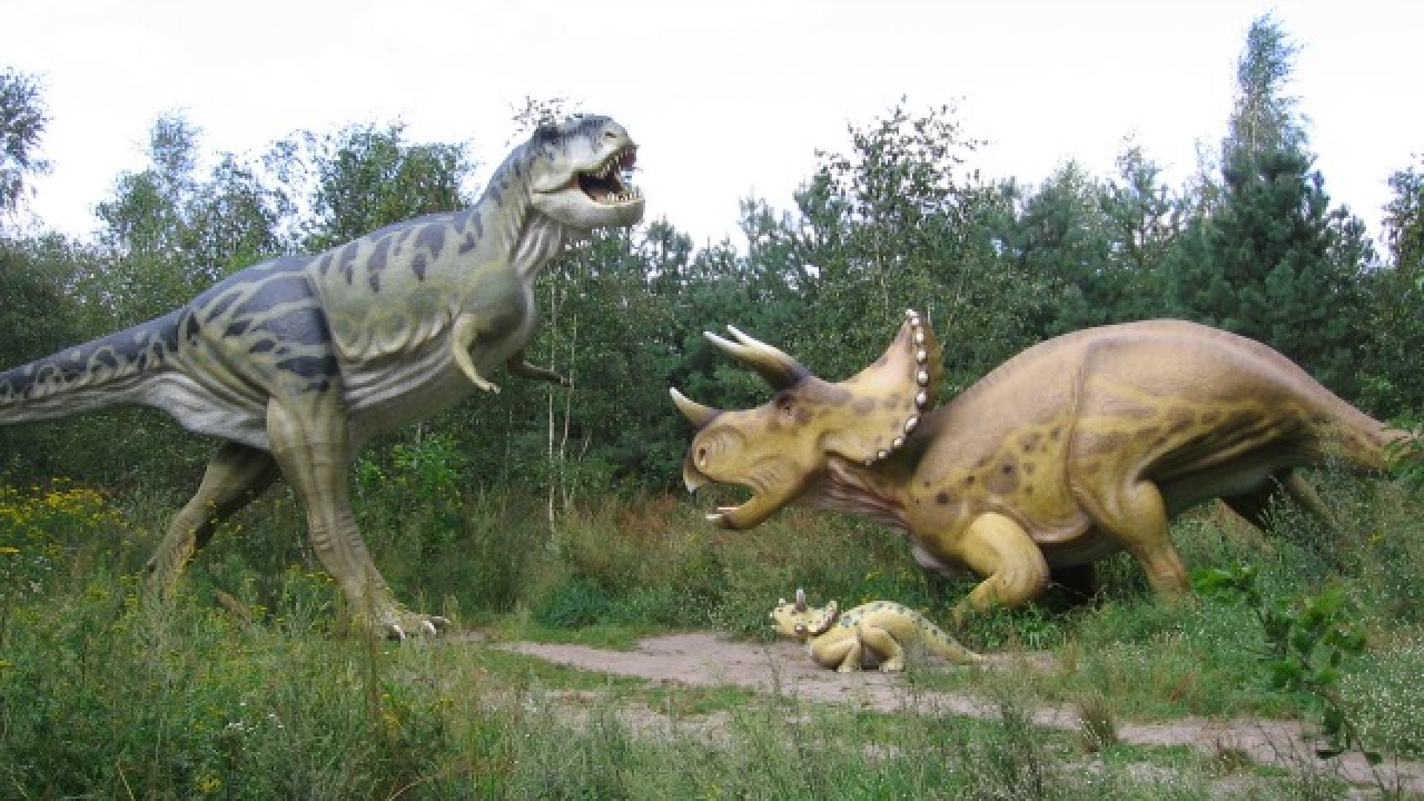 triceratops and t rex