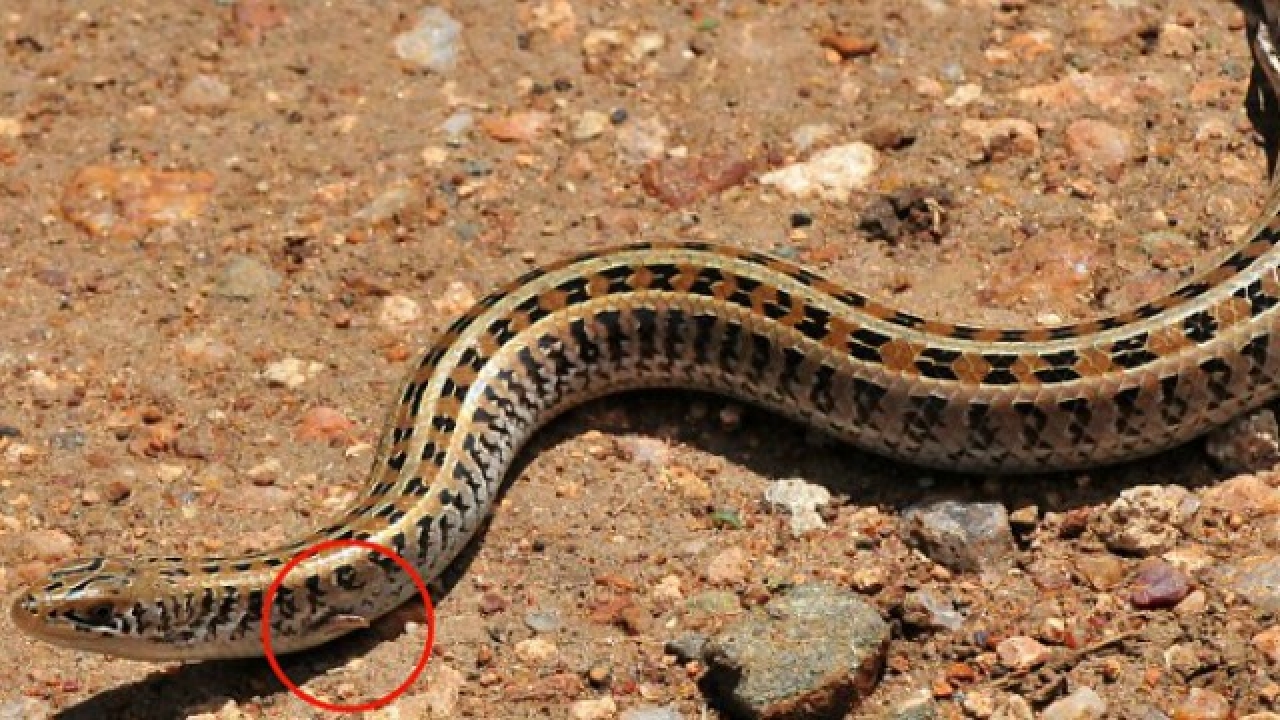 6-snakes-that-look-like-rattlesnakes-with-pictures-pet-keen