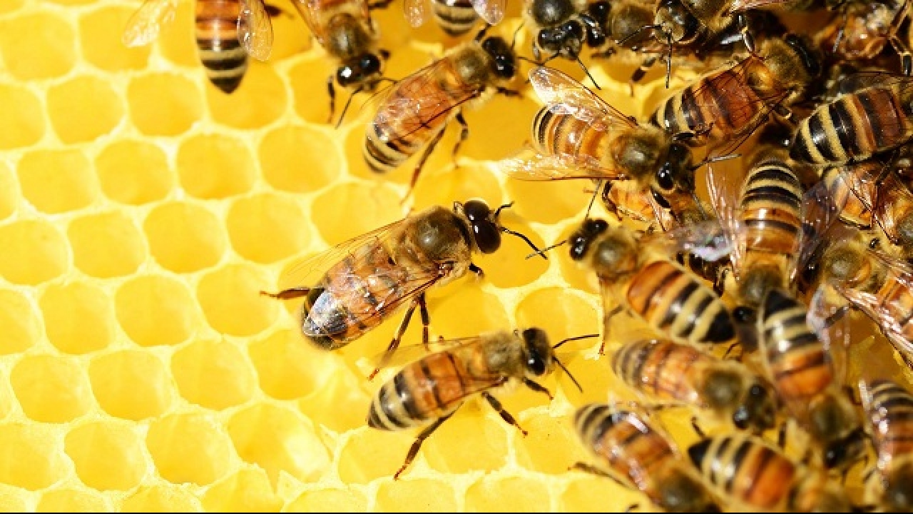 How Bees Inspire Swarm-based Artificial Intelligence