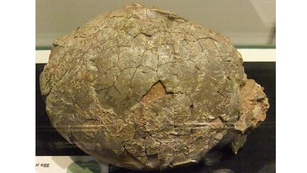 fossilized dinosaur eggs with embryos