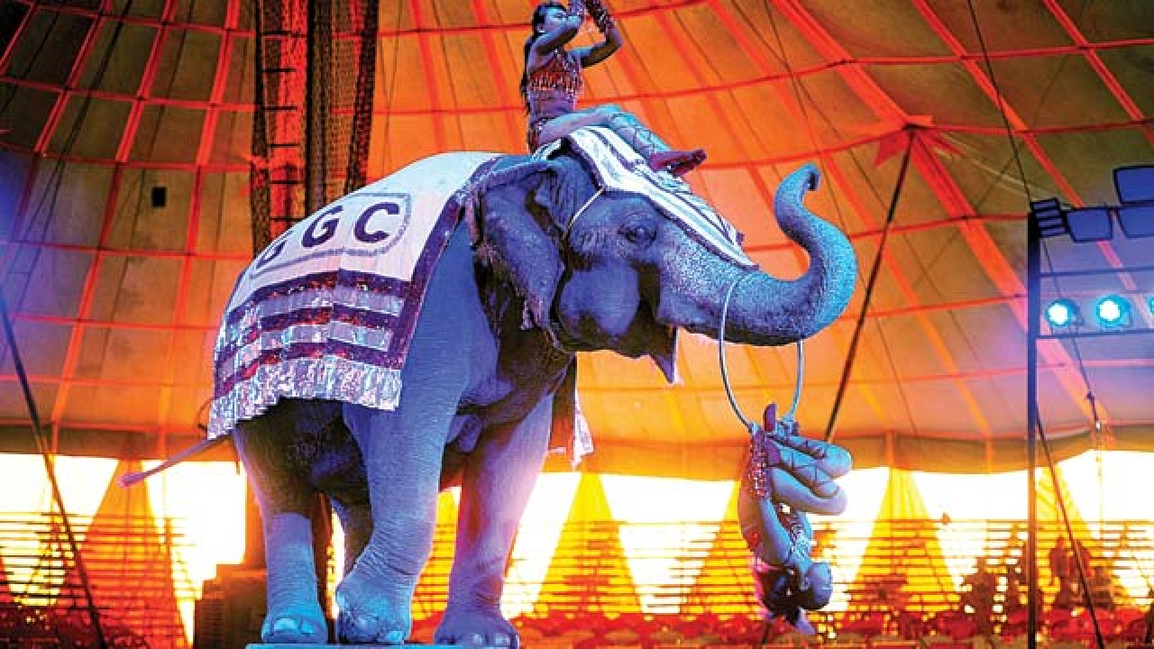 Great Golden Circus gets second chance, will get surprise visitors