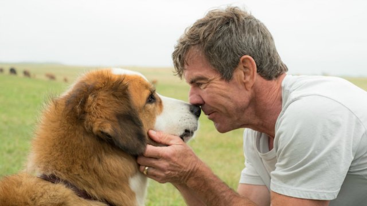 'A Dog's Purpose' review This one hits you right in the feels