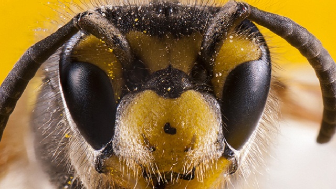 Bees can see much better than thought, explain scientists