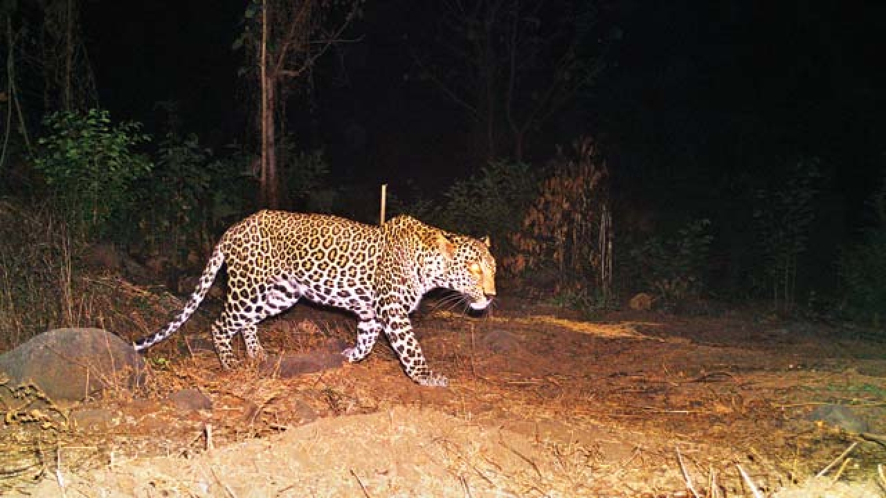 Study finds 5 leopards in Tungareshwar - 1280 x 720 jpeg 474kB