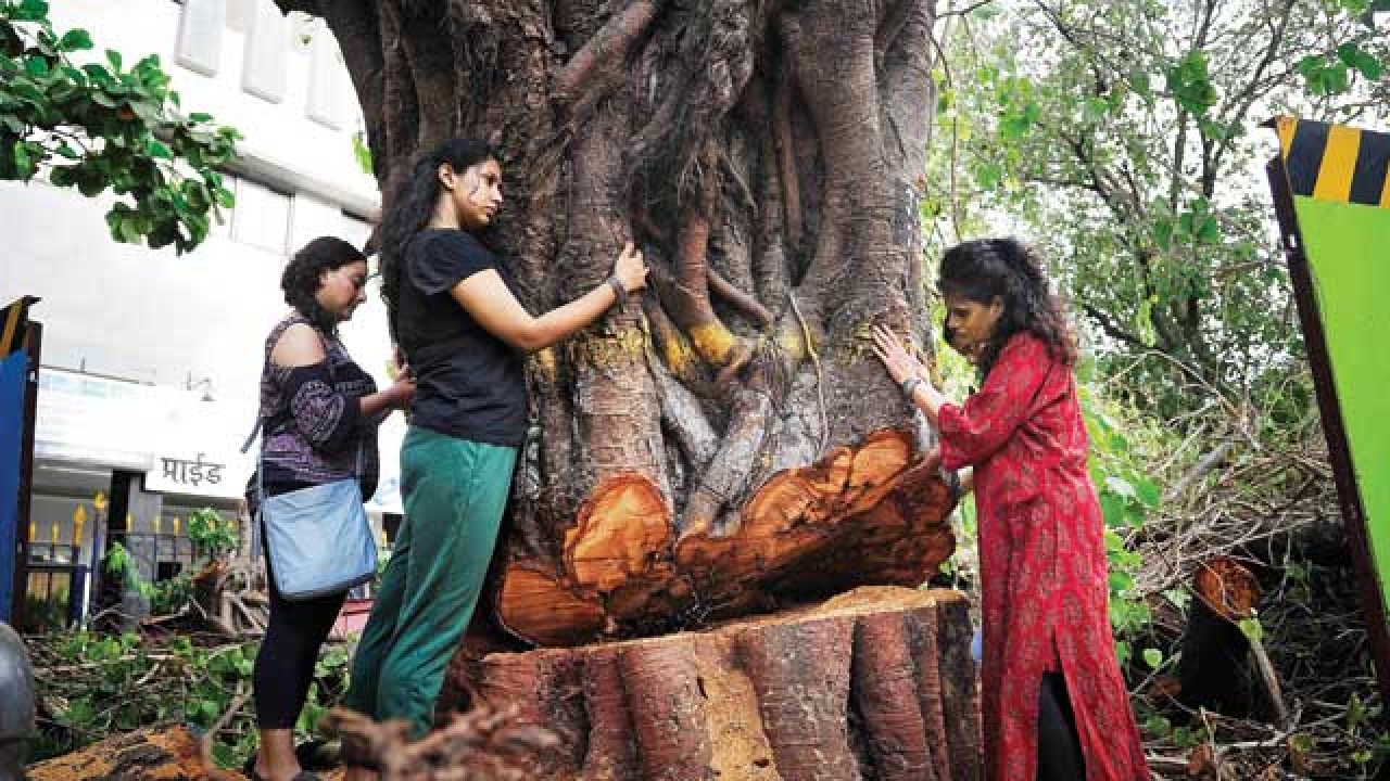 Speak up Is Metro rail's promise of tree transplantation real?