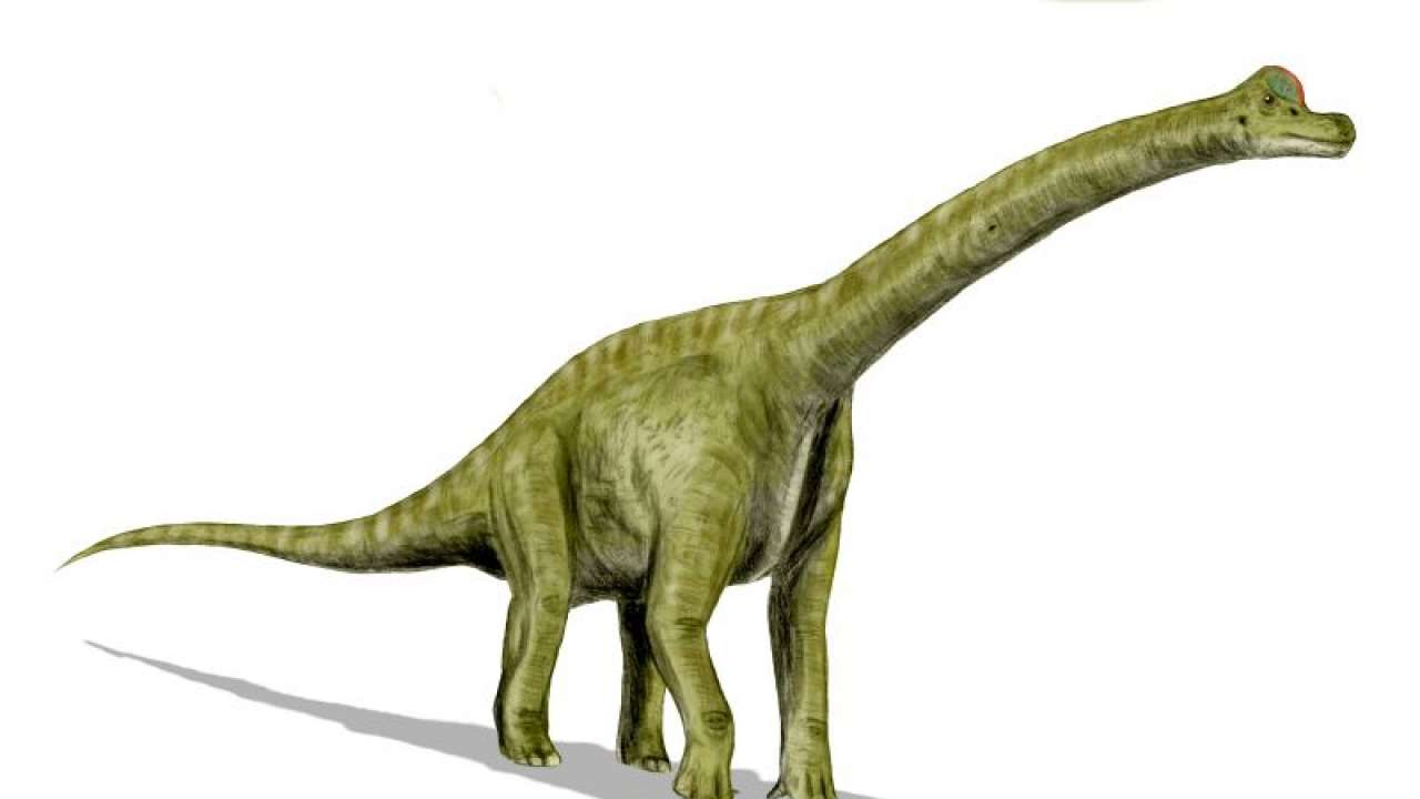 Scientist Discover Fossil Of Long-necked Dinosur That Existed 70-100 ...