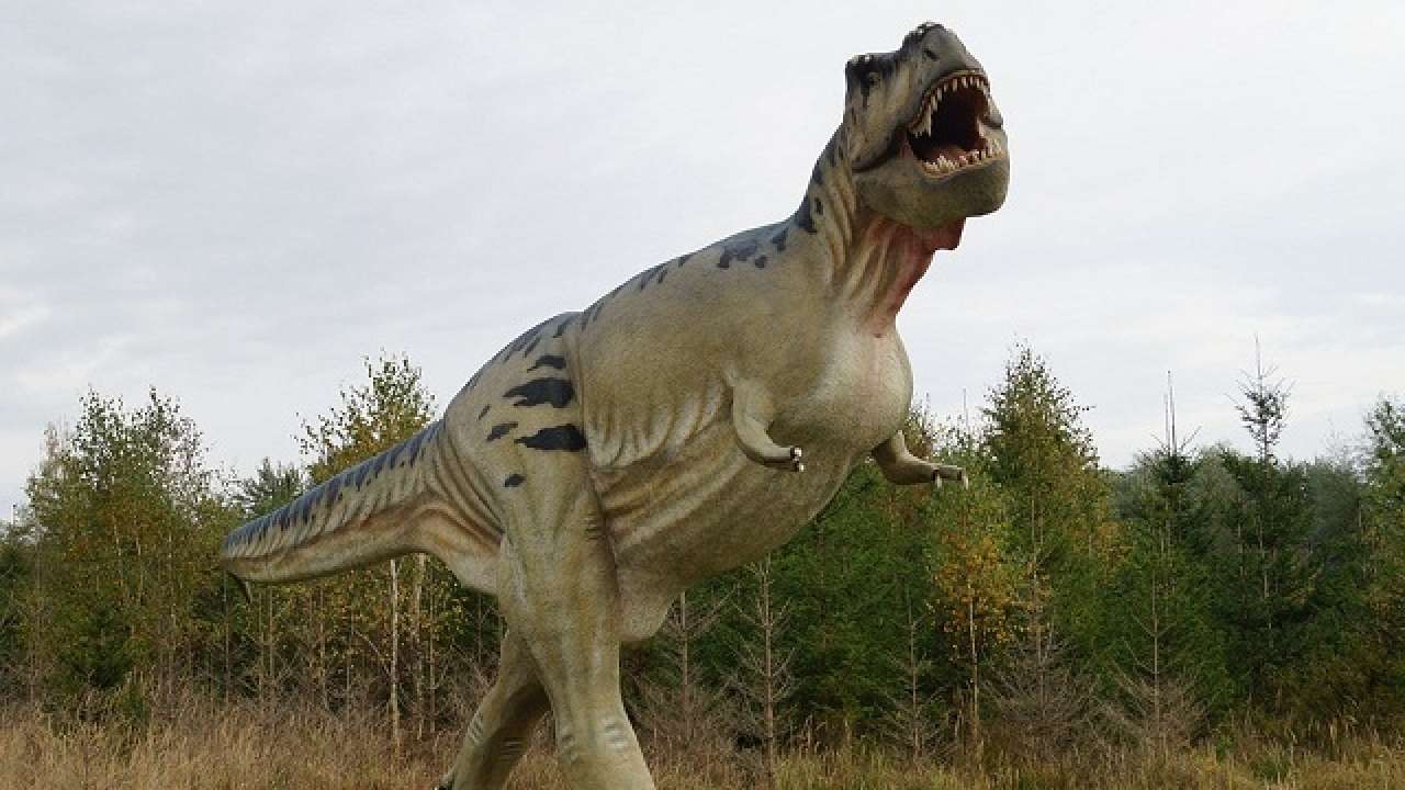 New Species Of Gigantic Long Necked Dinosaurs Found