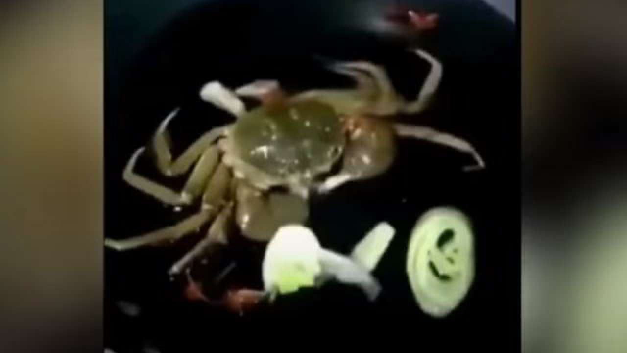 hungry crab hungry crab