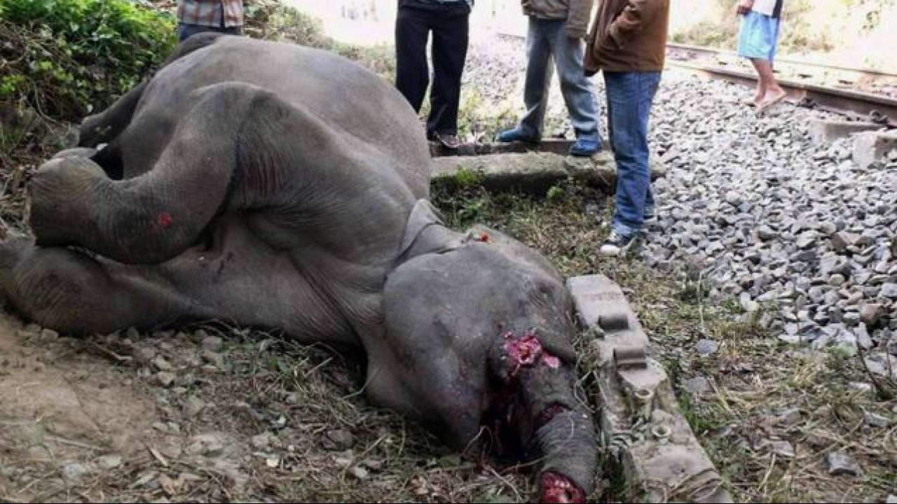 Train mows down 5 jumbos in garden Train mows down 5 jumbos in garden