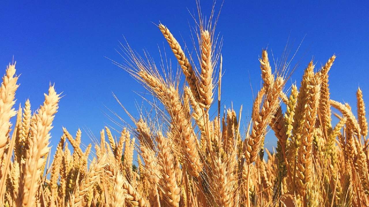 Nasa Inspired Technique Boosts Wheat Production Threefold