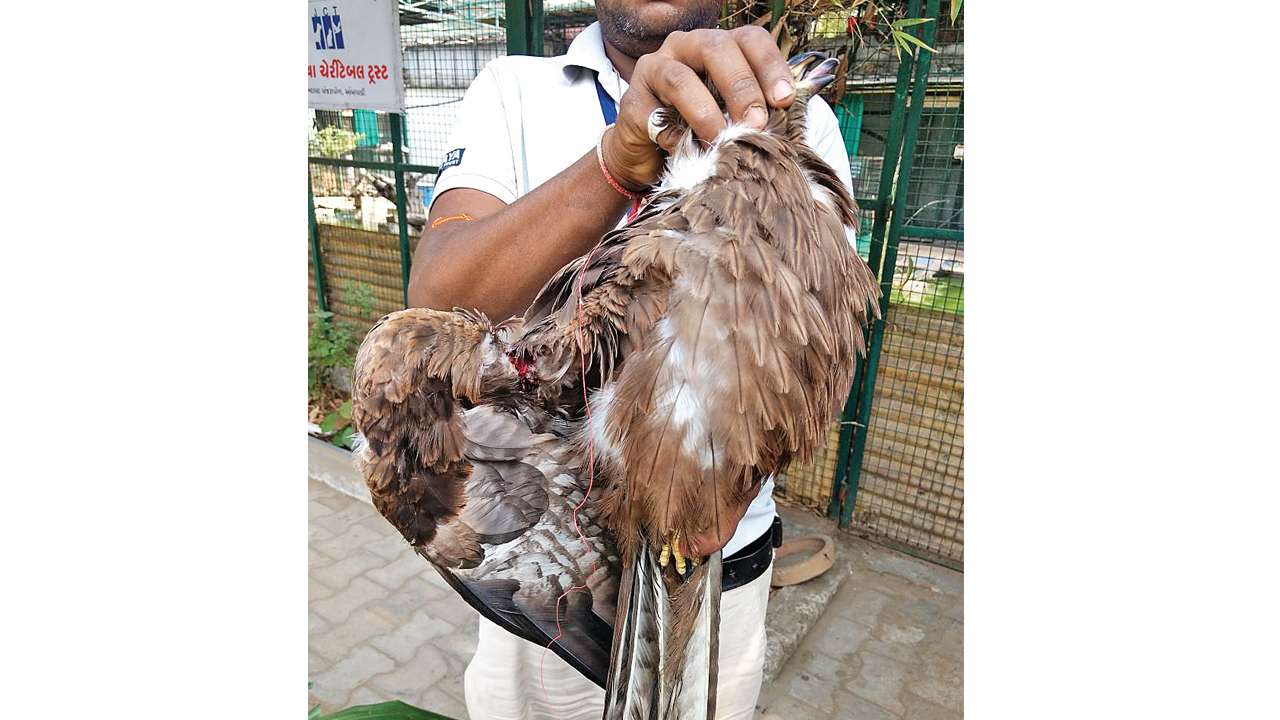 manja clips wings of close to 100 birds in a day manja clips wings of close to 100 birds in a day