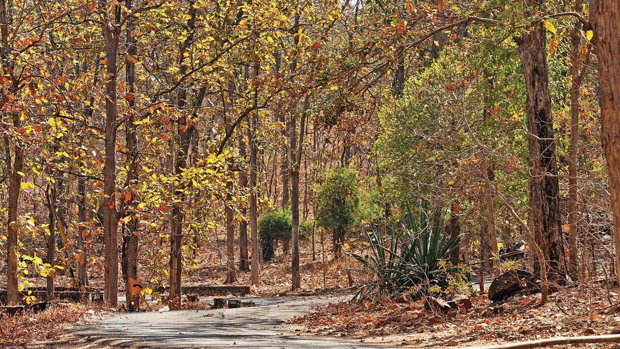 India's forest, tree cover up by 1 per cent India's forest, tree cover up by 1 per cent