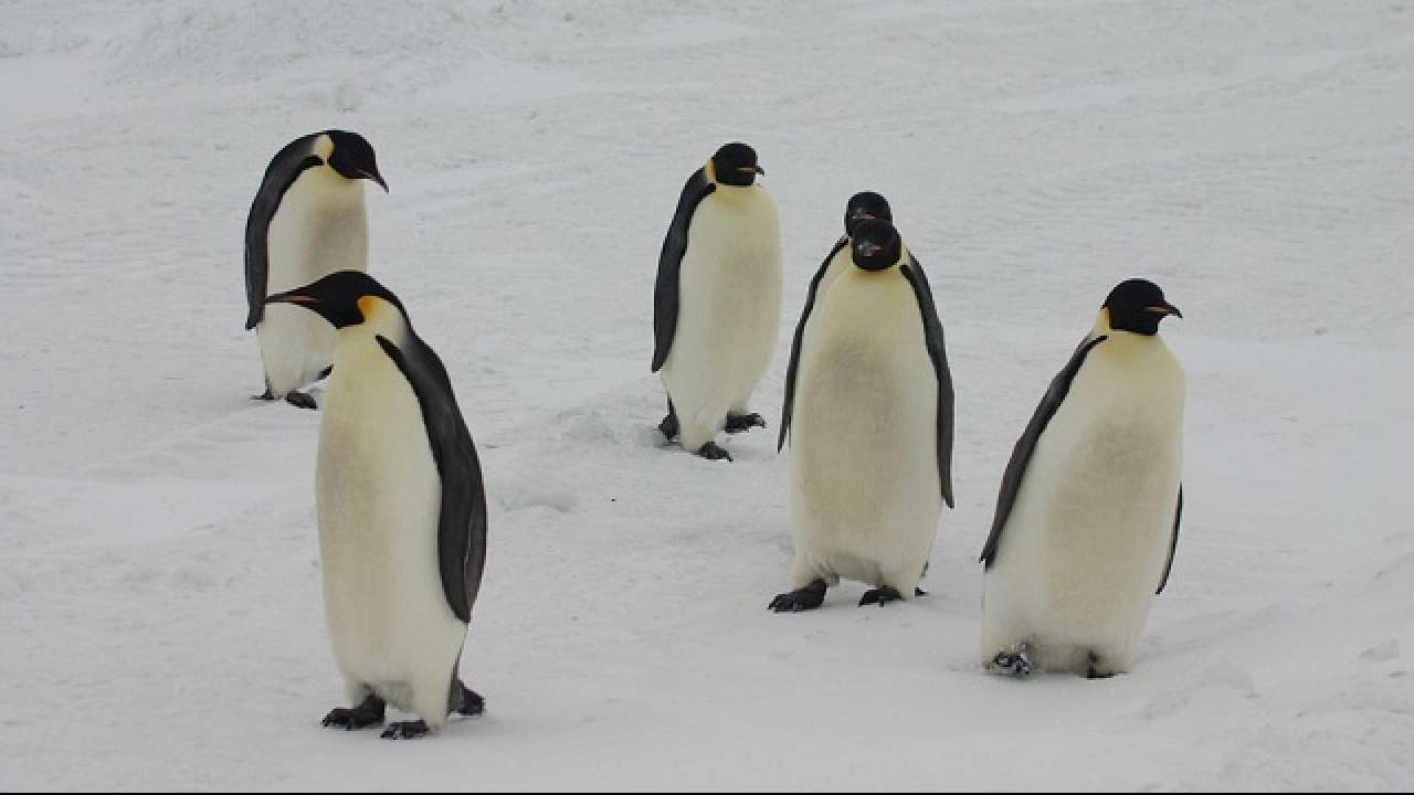 Scientists Found More Than a Million Rare Penguins in Antarctica