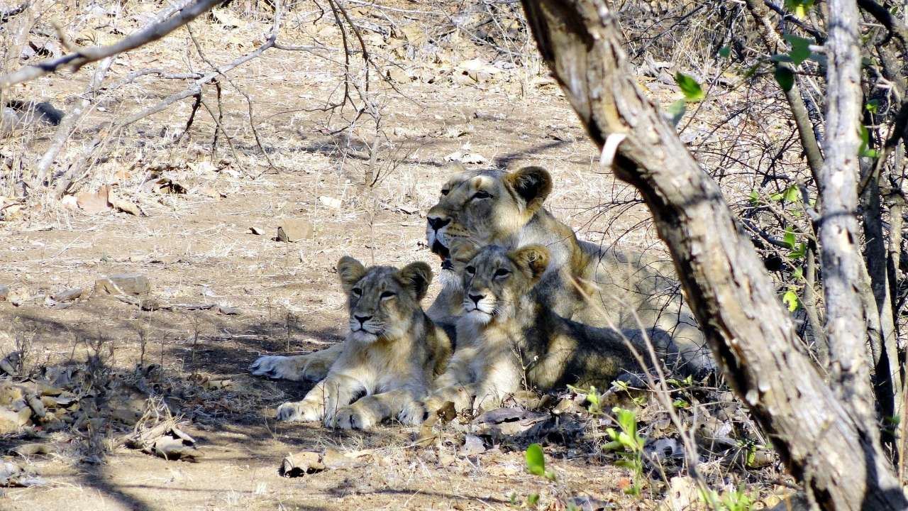 Asiatic Lions