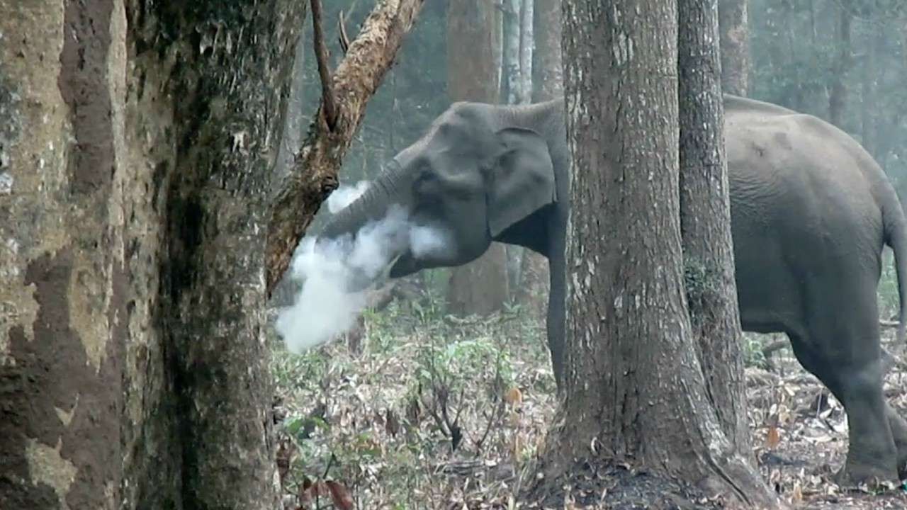 This remarkable footage of an elephant 'smoking' charcoal has amazed researchers
