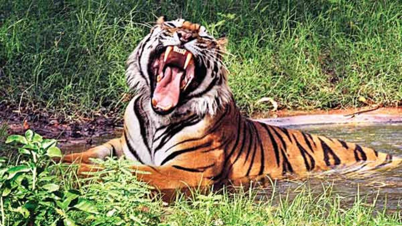 Tiger found dead in Bengal forest