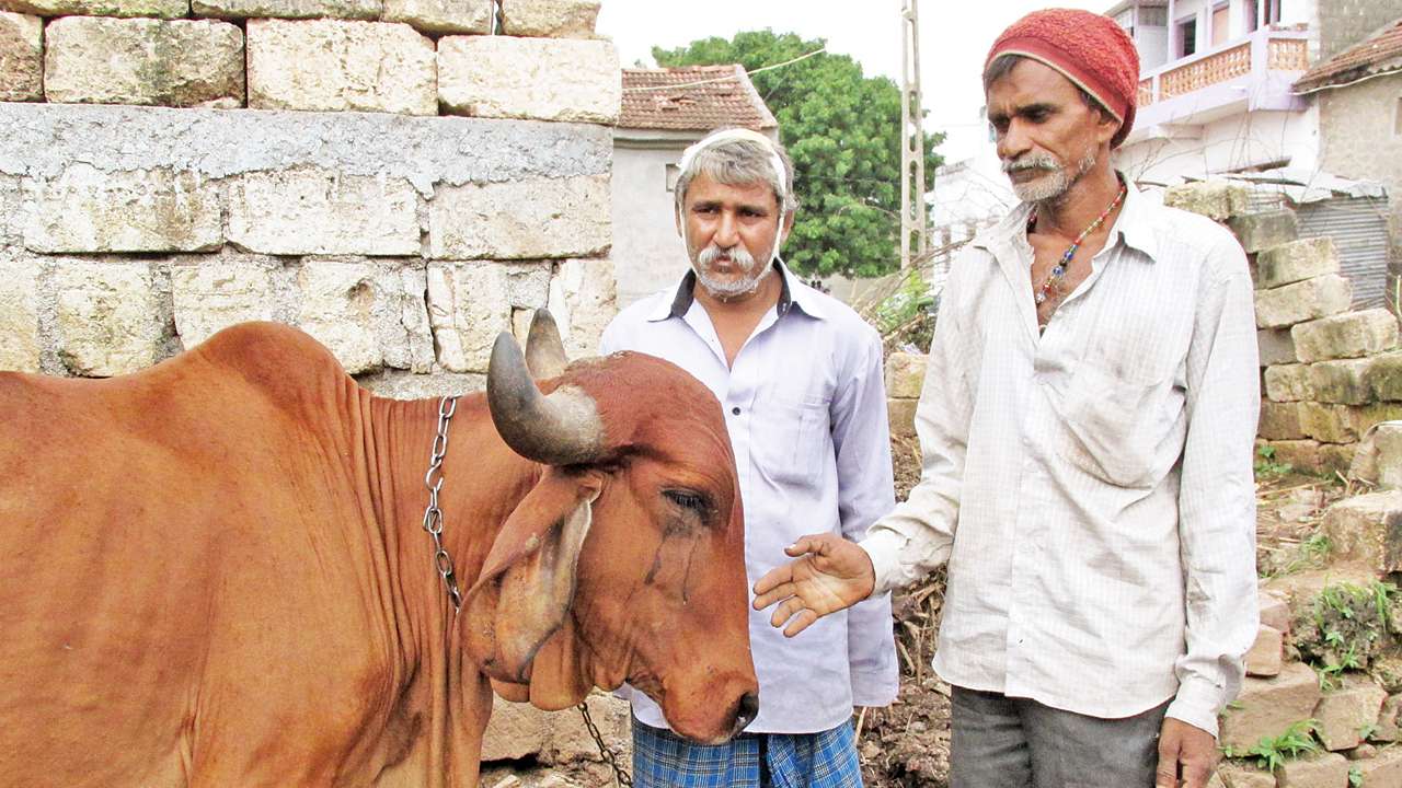 300 dalits, including Una flogging victims, embrace Buddhism