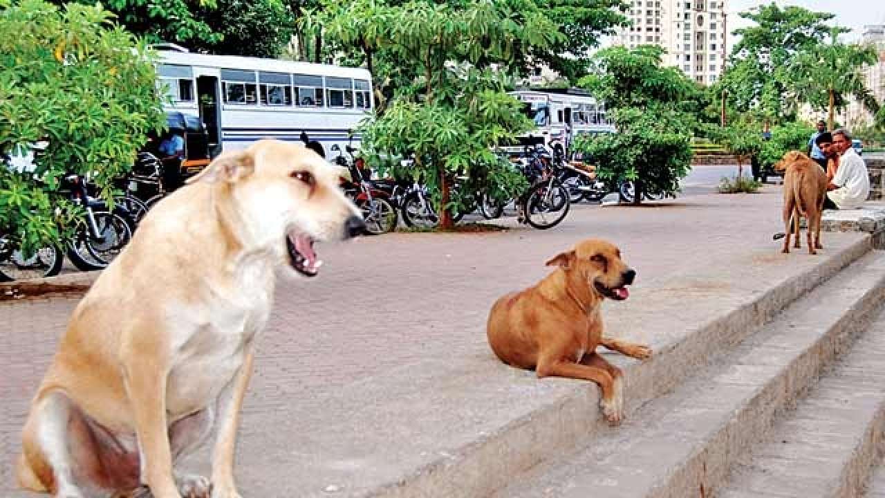 Dogs maul 3 children to death