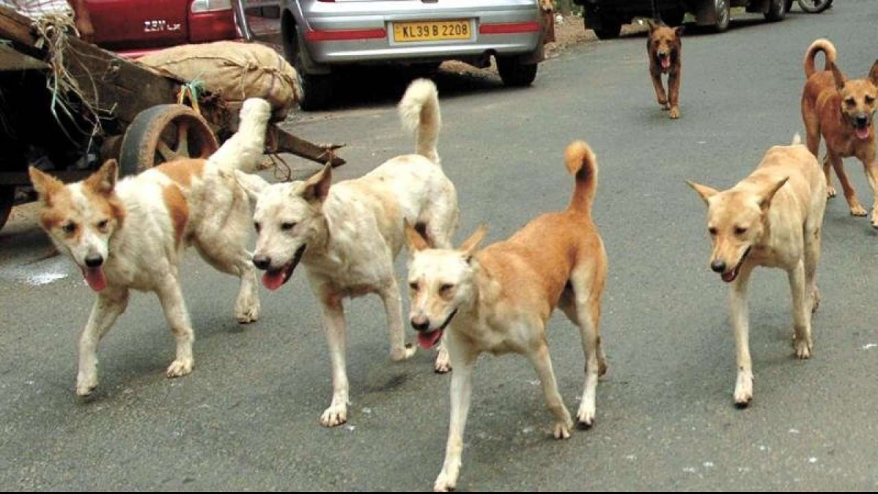 Uttar Pradesh: Two More Children Mauled To Death By Stray Dogs, Toll ...