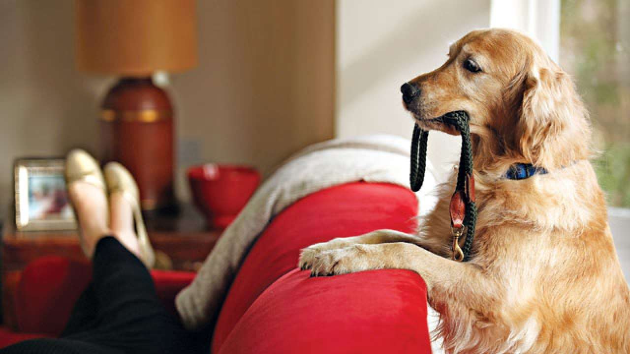 Dog Dog