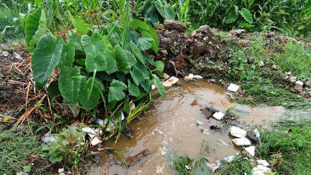 Novel enzymes can convert plant waste into fuel