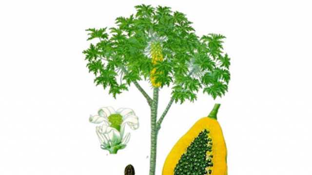 papaya reseach paper Estimation of minerals in carica papaya l leaf the aim of this research paper is to determine the minerals by using the inductively coupled plasma optical. papaya reseach paper Estimation of minerals in carica papaya l leaf the aim of this research paper is to determine the minerals by using the inductively coupled plasma optical.