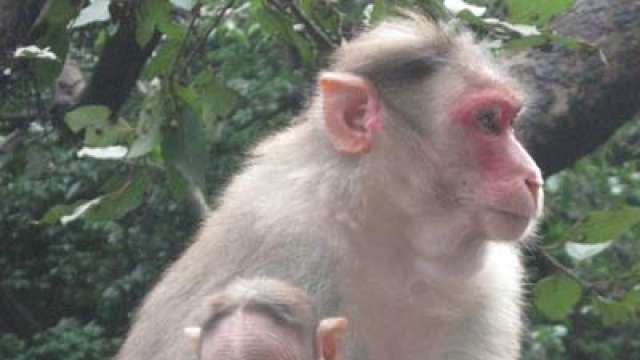 monkey menace monkey menace