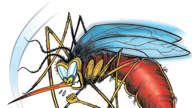 BMC goes all out to curb dengue menace | Latest News ... - 640 x 360 jpeg 28kB