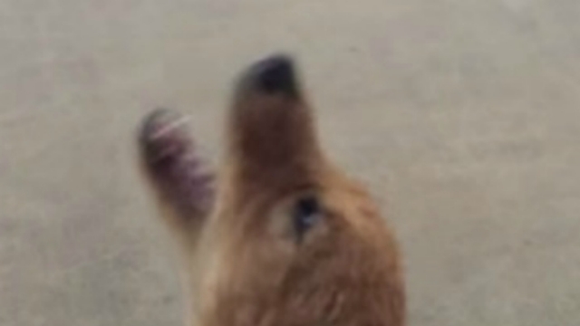 golden retrievals analysis golden retriever reacts after seeing for time news golden retrievals analysis golden retriever reacts after seeing for time news