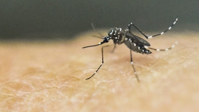 The Zika Virus Is Now in Costa Rica