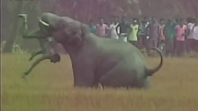 Watch: Villagers horrified after elephant dangles man in ... - 640 x 360 jpeg 66kB