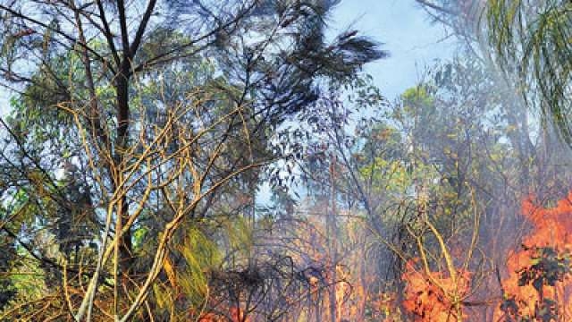 an analysis of the case of a forest fire An analysis of key issues that underlie forest fires and shape subsequent fire management strategies in 12 countries in the mediterranean basin case study: root causes of forest fires in greece. an analysis of the case of a forest fire An analysis of key issues that underlie forest fires and shape subsequent fire management strategies in 12 countries in the mediterranean basin case study: root causes of forest fires in greece.