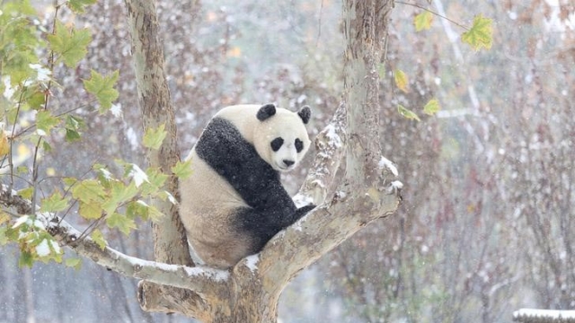 Giant pandas no longer 'endangered' in China | Latest News ... - 640 x 360 jpeg 178kB