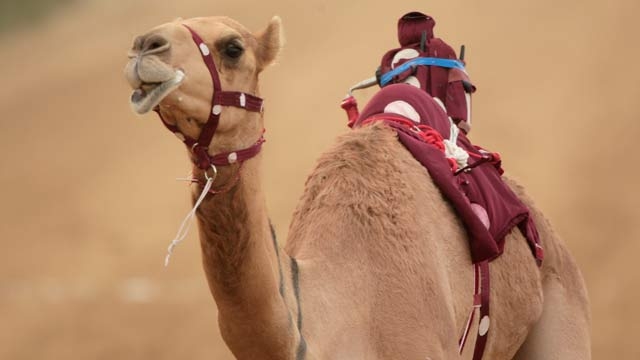 Camel Jab Hairstyles | madras hc declines to lift ban on camel slaughter latest Camel Jab Hairstyles | madras hc declines to lift ban on camel slaughter latest