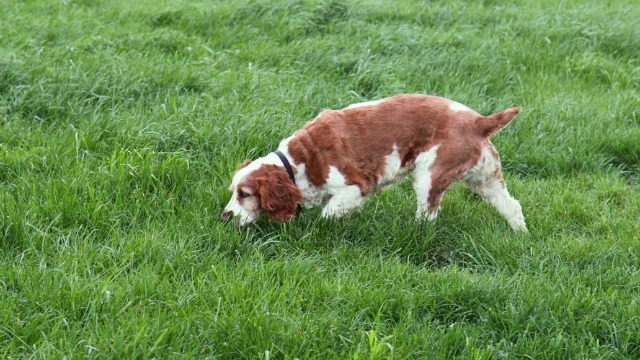 This 3D-printed dog nose can detect explosives