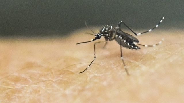 Malaria