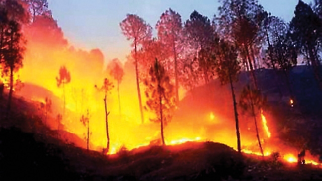 Panel report on forest fire in Uttarakhand raps govt ... - 640 x 360 jpeg 129kB