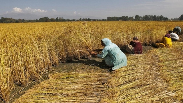thesis on organic farming in india Organic farming is a method of crop and livestock production that involves much more than choosing not to use pesticides, fertilizers, genetically modified organisms, antibiotics, and growth hormones. thesis on organic farming in india Organic farming is a method of crop and livestock production that involves much more than choosing not to use pesticides, fertilizers, genetically modified organisms, antibiotics, and growth hormones.