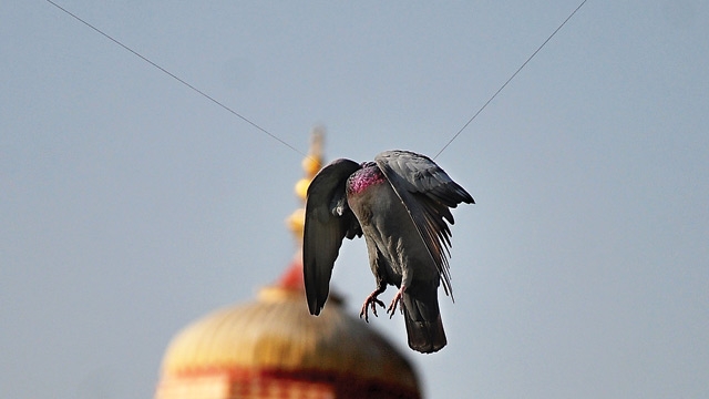 kite festival leaves birds injured across mumbai latest kite festival leaves birds injured across mumbai latest