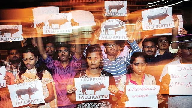 Panneerselvam thanks PM for support to jallikattu Panneerselvam thanks PM for support to jallikattu