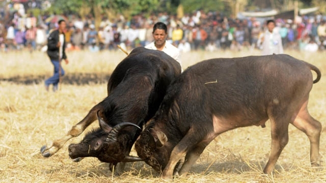 http://static.dnaindia.com/sites/default/files/styles/half/public/2017/02/10/547124-jallikattu-bull-fight-rna.jpg
