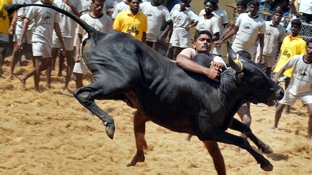 Kambala row: Karnataka passes bill to legalise traditional buffalo race Kambala row: Karnataka passes bill to legalise traditional buffalo race