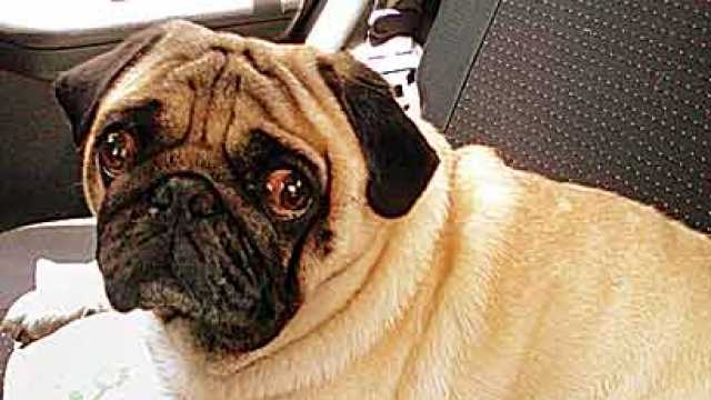 why are pugs faces flat researchers decode why pugs bulldogs flat faces news updates at daily why are pugs faces flat researchers decode why pugs bulldogs flat faces news updates at daily