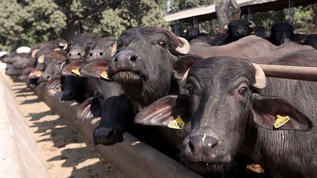 Madras HC stays ban on sale of cattle for slaughter Madras HC stays ban on sale of cattle for slaughter